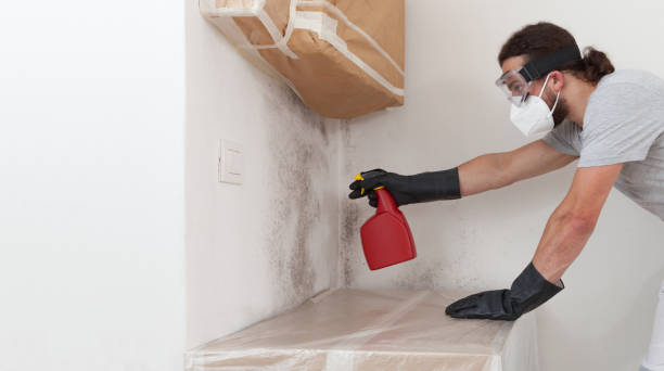 Professional Basement Mold Removal technician working in Flagtown, NJ