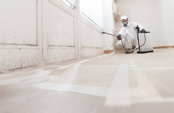 24/7 Emergency Basement Mold Removal experts in Flagtown, NJ