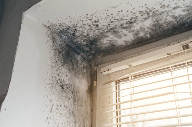 Affordable Basement Mold Removal solutions in Flagtown, NJ
